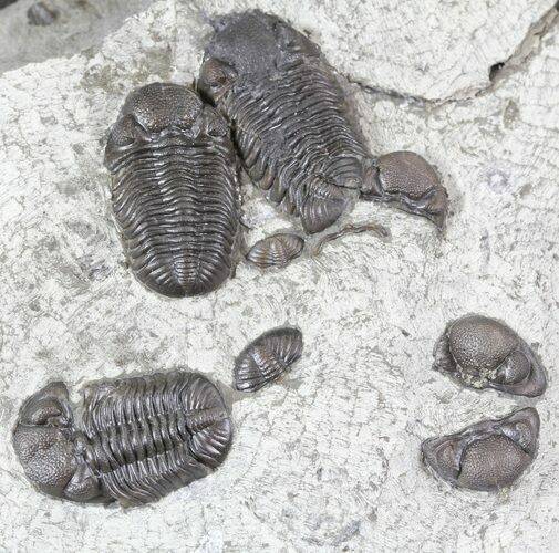 Nice Eldredgeops (Phacops) Trilobites Multiple - New York #32448